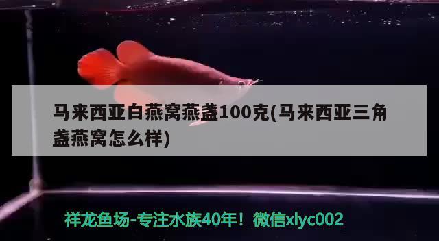 马来西亚白燕窝燕盏100克(马来西亚三角盏燕窝怎么样)