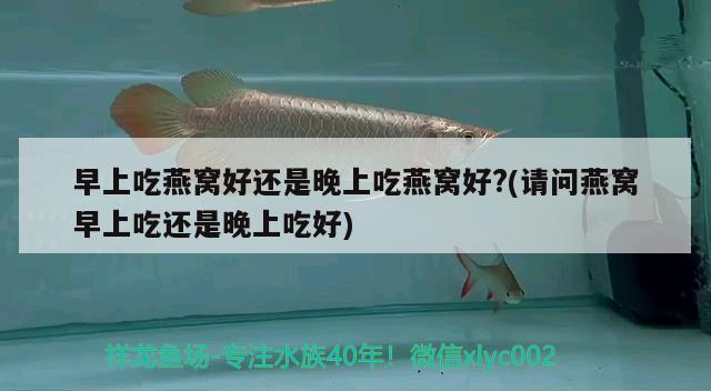 早上吃燕窝好还是晚上吃燕窝好?(请问燕窝早上吃还是晚上吃好) 马来西亚燕窝