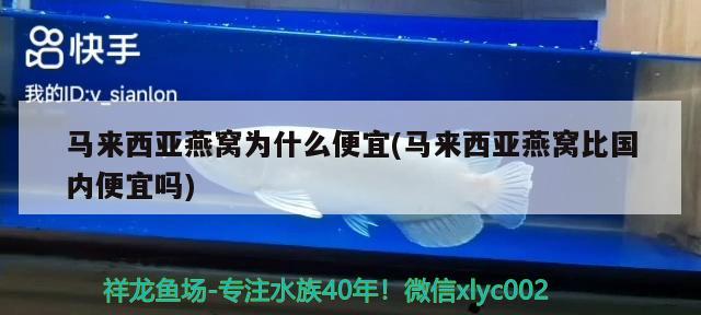 马来西亚燕窝为什么便宜(马来西亚燕窝比国内便宜吗) 马来西亚燕窝 第1张