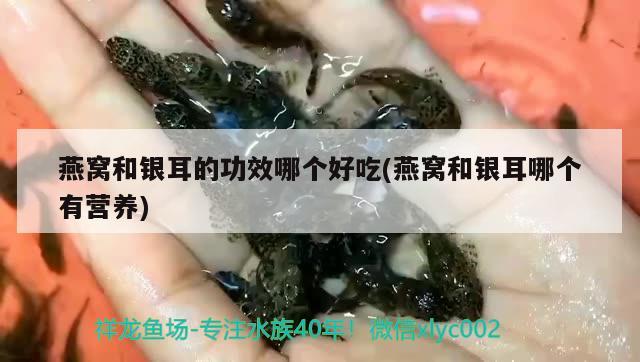 燕窝和银耳的功效哪个好吃(燕窝和银耳哪个有营养) 马来西亚燕窝 第1张