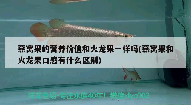 燕窝果的营养价值和火龙果一样吗(燕窝果和火龙果口感有什么区别)