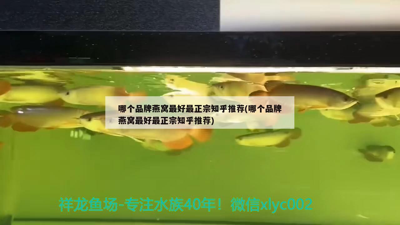 哪个品牌燕窝最好最正宗知乎推荐(哪个品牌燕窝最好最正宗知乎推荐)