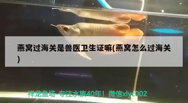 燕窝过海关是兽医卫生证嘛(燕窝怎么过海关)