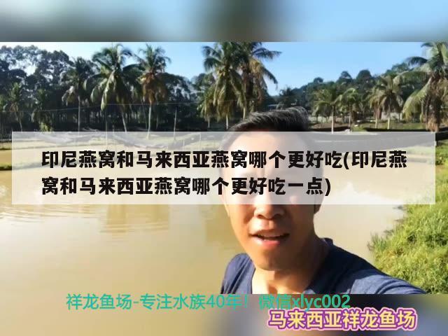 印尼燕窝和马来西亚燕窝哪个更好吃(印尼燕窝和马来西亚燕窝哪个更好吃一点) 马来西亚燕窝