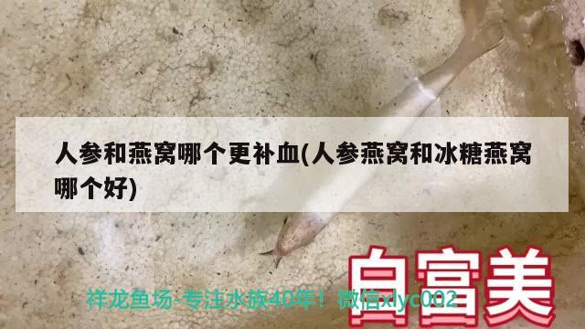 人参和燕窝哪个更补血(人参燕窝和冰糖燕窝哪个好)