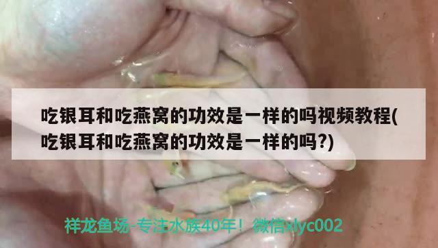 吃银耳和吃燕窝的功效是一样的吗视频教程(吃银耳和吃燕窝的功效是一样的吗?)