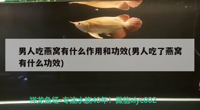 男人吃燕窝有什么作用和功效(男人吃了燕窝有什么功效) 马来西亚燕窝