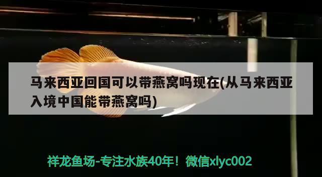 马来西亚回国可以带燕窝吗现在(从马来西亚入境中国能带燕窝吗) 马来西亚燕窝