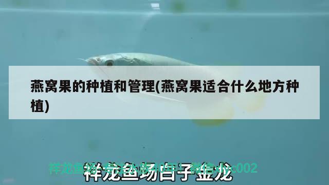 燕窝果的种植和管理(燕窝果适合什么地方种植) 马来西亚燕窝