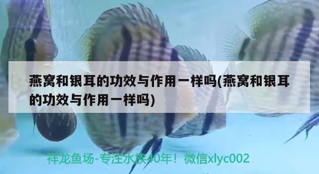 燕窝和银耳的功效与作用一样吗(燕窝和银耳的功效与作用一样吗)