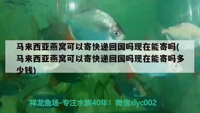 马来西亚燕窝可以寄快递回国吗现在能寄吗(马来西亚燕窝可以寄快递回国吗现在能寄吗多少钱)