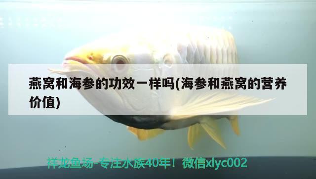 燕窝和海参的功效一样吗(海参和燕窝的营养价值) 马来西亚燕窝