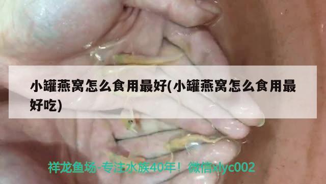 小罐燕窝怎么食用最好(小罐燕窝怎么食用最好吃)