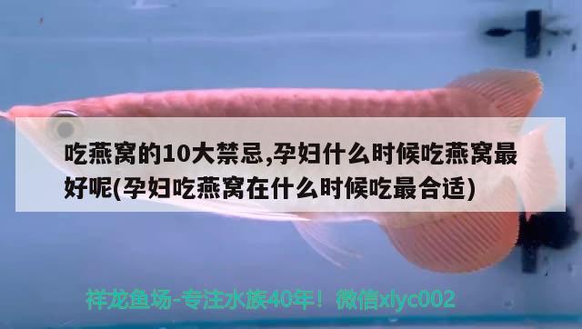 吃燕窝的10大禁忌,孕妇什么时候吃燕窝最好呢(孕妇吃燕窝在什么时候吃最合适)