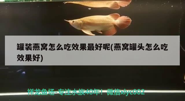 罐装燕窝怎么吃效果最好呢(燕窝罐头怎么吃效果好)