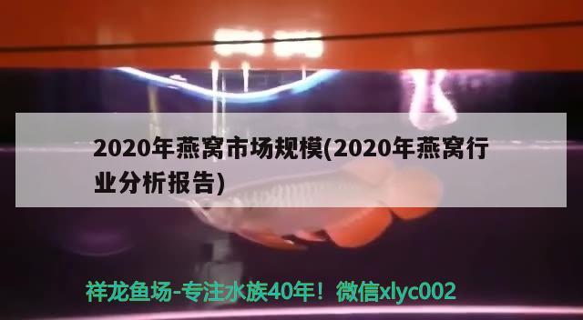 2020年燕窝市场规模(2020年燕窝行业分析报告) 马来西亚燕窝