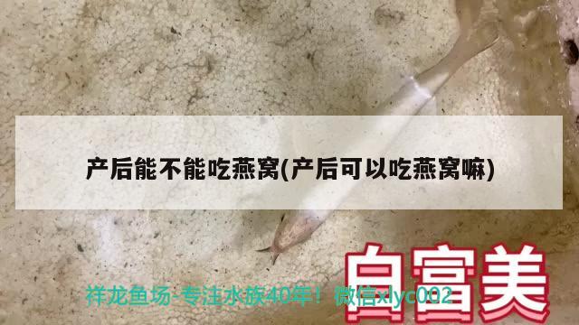 产后能不能吃燕窝(产后可以吃燕窝嘛)