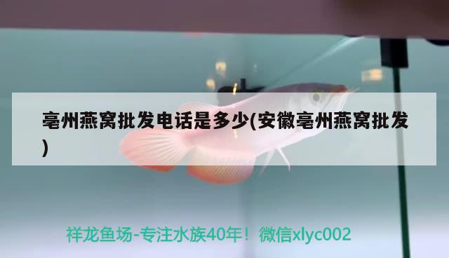 亳州燕窝批发电话是多少(安徽亳州燕窝批发) 马来西亚燕窝