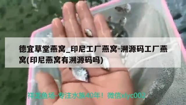 德宜草堂燕窝_印尼工厂燕窝-溯源码工厂燕窝(印尼燕窝有溯源码吗)