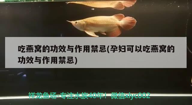 吃燕窝的功效与作用禁忌(孕妇可以吃燕窝的功效与作用禁忌)