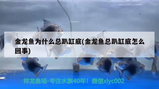 金龙鱼为什么总趴缸底(金龙鱼总趴缸底怎么回事)