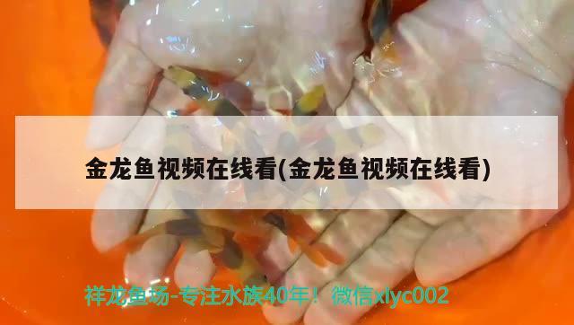 金龙鱼视频在线看(金龙鱼视频在线看) 养鱼知识