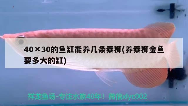 40×30的鱼缸能养几条泰狮(养泰狮金鱼要多大的缸) 广州水族批发市场