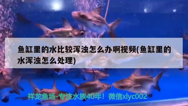 鱼缸里的水比较浑浊怎么办啊视频(鱼缸里的水浑浊怎么处理) 巨骨舌鱼