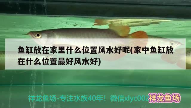 鱼缸放在家里什么位置风水好呢(家中鱼缸放在什么位置最好风水好) 鱼缸风水