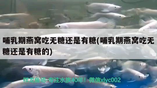 哺乳期燕窝吃无糖还是有糖(哺乳期燕窝吃无糖还是有糖的) 马来西亚燕窝