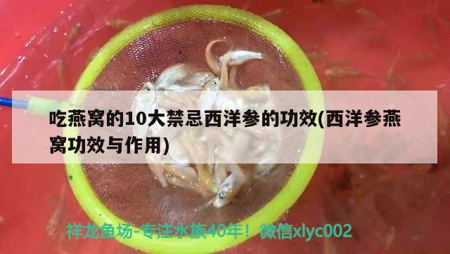 吃燕窝的10大禁忌西洋参的功效(西洋参燕窝功效与作用)