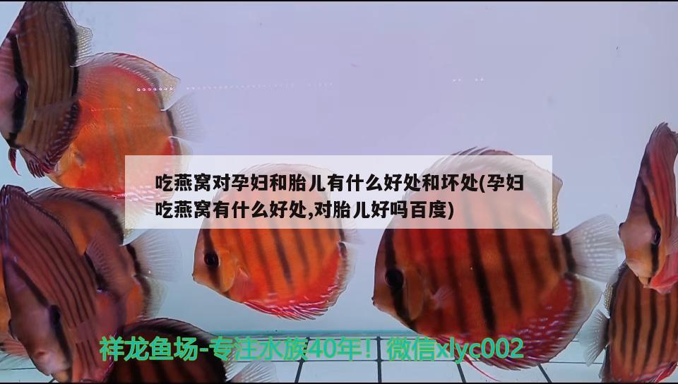 吃燕窝对孕妇和胎儿有什么好处和坏处(孕妇吃燕窝有什么好处,对胎儿好吗百度) 马来西亚燕窝