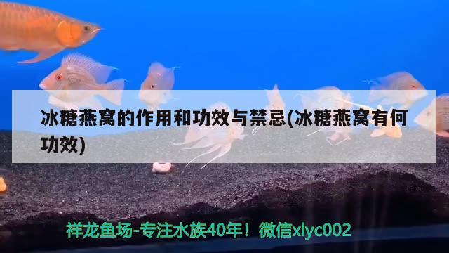 冰糖燕窝的作用和功效与禁忌(冰糖燕窝有何功效) 马来西亚燕窝