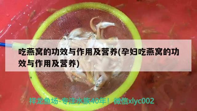 吃燕窝的功效与作用及营养(孕妇吃燕窝的功效与作用及营养)