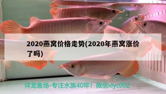 2020燕窝价格走势(2020年燕窝涨价了吗)