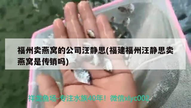 福州卖燕窝的公司汪静思(福建福州汪静思卖燕窝是传销吗)