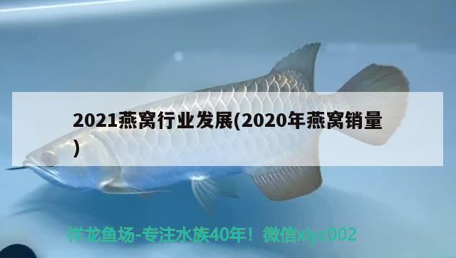 2021燕窝行业发展(2020年燕窝销量) 马来西亚燕窝