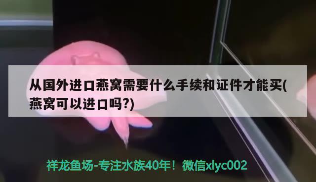 从国外进口燕窝需要什么手续和证件才能买(燕窝可以进口吗?) 马来西亚燕窝