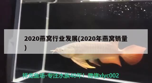 2020燕窝行业发展(2020年燕窝销量)