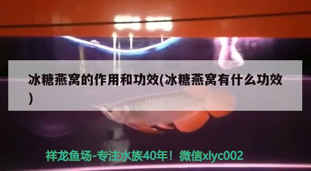 冰糖燕窝的作用和功效(冰糖燕窝有什么功效)