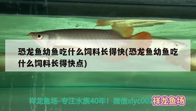 恐龙鱼幼鱼吃什么饲料长得快(恐龙鱼幼鱼吃什么饲料长得快点) 大湖红龙鱼