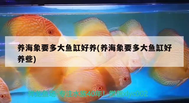 养海象要多大鱼缸好养(养海象要多大鱼缸好养些)