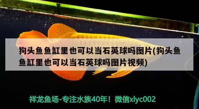 狗头鱼鱼缸里也可以当石英球吗图片(狗头鱼鱼缸里也可以当石英球吗图片视频)