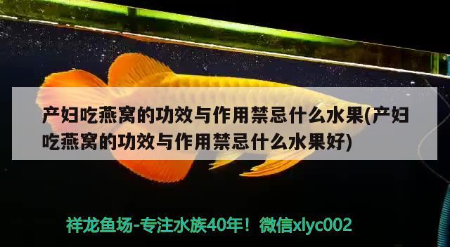 产妇吃燕窝的功效与作用禁忌什么水果(产妇吃燕窝的功效与作用禁忌什么水果好)