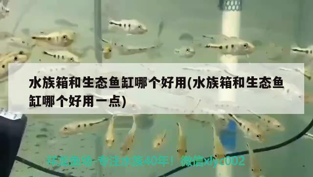 水族箱和生态鱼缸哪个好用(水族箱和生态鱼缸哪个好用一点)