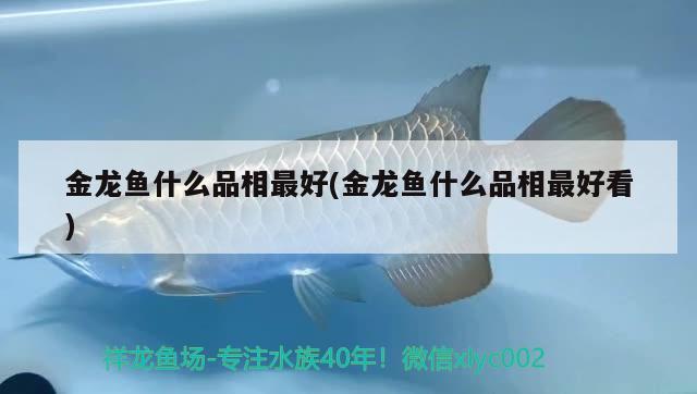 金龙鱼什么品相最好(金龙鱼什么品相最好看) 祥龙超血红龙鱼 第1张