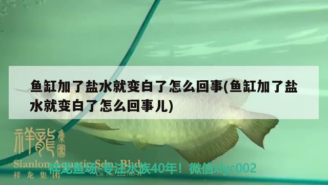 鱼缸加了盐水就变白了怎么回事(鱼缸加了盐水就变白了怎么回事儿) 鱼缸等水族设备