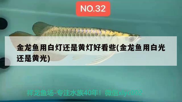 金龙鱼用白灯还是黄灯好看些(金龙鱼用白光还是黄光) 绿皮皇冠豹鱼