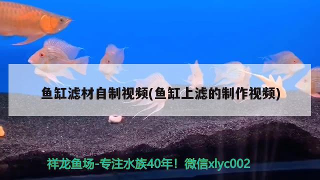 鱼缸滤材自制视频(鱼缸上滤的制作视频) 蓝底过背金龙鱼