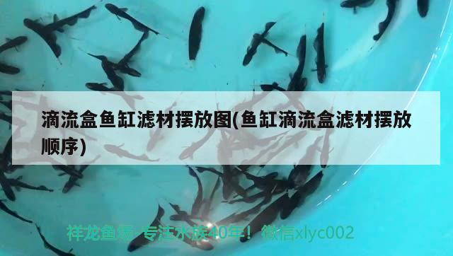 滴流盒鱼缸滤材摆放图(鱼缸滴流盒滤材摆放顺序)